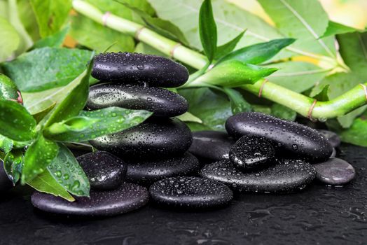 Spa concept with black basalt massage stones and lush green foliage covered with water drops on a black background