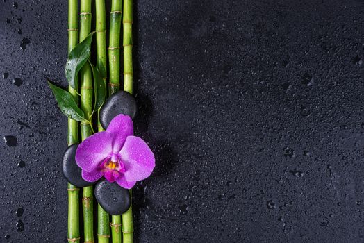 Spa concept with black basalt massage stones, pink orchid flower and a few stems of Lucky bamboo covered with water drops on a black background; with space for text