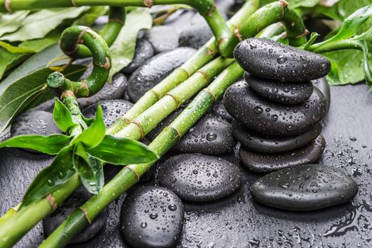 Spa concept with black basalt massage stones and lush green foliage covered with water drops on a black background