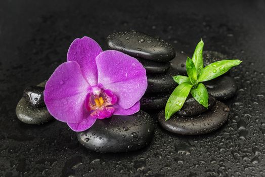 Spa concept with black basalt massage stones, pink orchid flower and lush green foliage covered with water drops on a black background