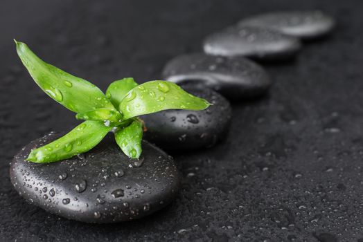 Spa concept with black basalt massage stones arranged chain and green bamboo sprout covered with water drops on a black background