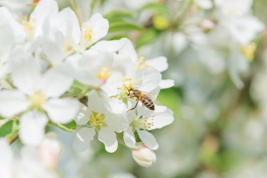 Bee melliferous collects nectar from a white flowers of apple tree in a spring garden close-up