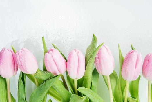 Border consisting of fresh pink tulips flowers covered with dew drops close-up on white background