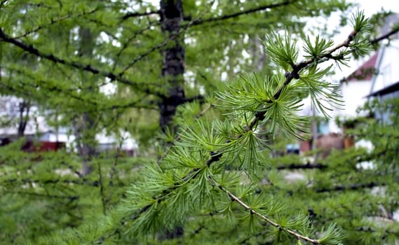 young branches of larch in early spring, tree with Latin name Larix, drops needles for winter