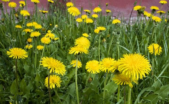 a family of dandelions closeup in sunny spring morning, one of the first spring flowers