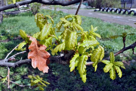 young oak leaves, near last year's, brown dried leaves