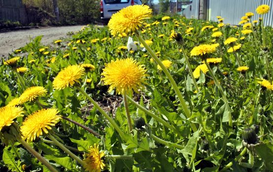a family of dandelions closeup in sunny spring morning, one of the first spring flowers
