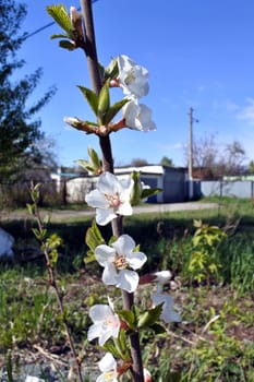 seedling blooming wild cherry on blurred rural landscape