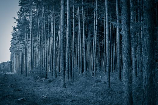 Pine forest with felled tree stumps in Latvia