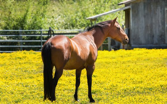 Horse at a Farm in Northern Californa, Color Image