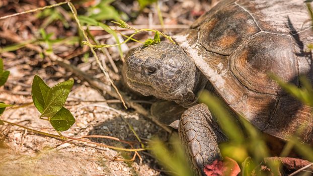 Large Tortoise Looking for Plants to Eat