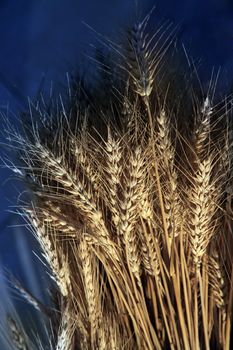 Wheat spike on a blue background