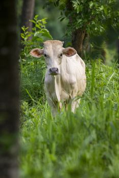 Image of white cow on nature background. Animal farm