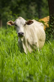 Image of white cow on nature background. Animal farm