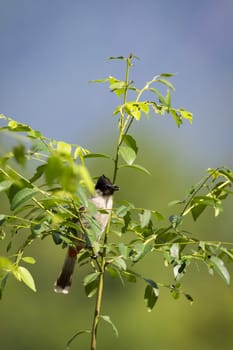 Image of bird on a branch on nature background. Animal. (Perched Red-vented Bulbul Pycnonotus cafer)