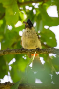 Image of bird on a branch on nature background. Animal. (Perched Red-vented Bulbul Pycnonotus cafer)