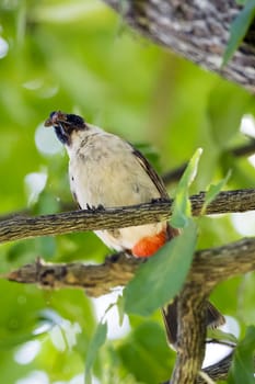 Image of bird on a branch on nature background. Animal. (Perched Red-vented Bulbul Pycnonotus cafer)