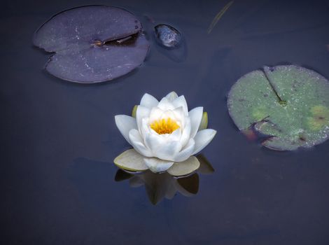 Single lotus in a lilly pond near San Francisco's Golden Gate park. Taken on a winter day when the clouds were overcast and gloomy.