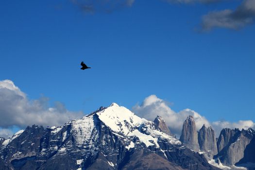 Andean condors fly in Parque Nacional Torres del Paine in Chile