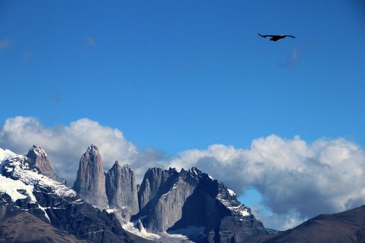 Andean condors fly in Parque Nacional Torres del Paine in Chile