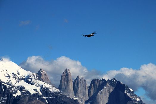 Andean condors fly in Parque Nacional Torres del Paine in Chile