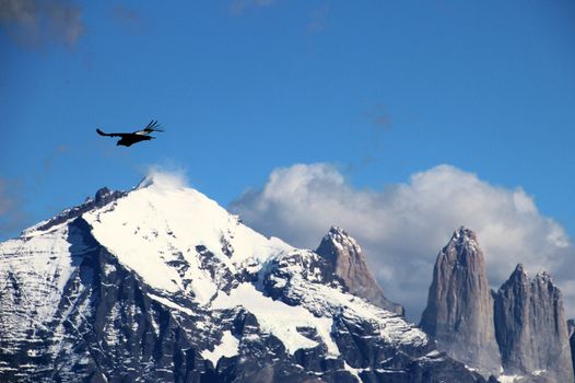 Andean condors fly in Parque Nacional Torres del Paine in Chile