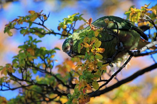 Austral Parakeet, Enicognathus Ferrugineus, on a tree near El Chalten, Patagonia, Argentina