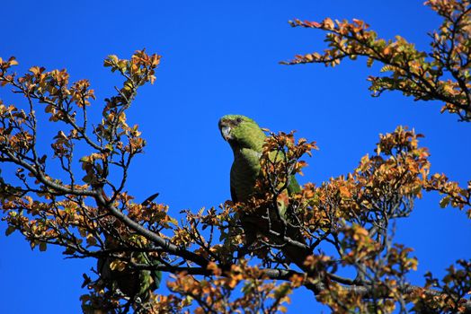 Austral Parakeet, Enicognathus Ferrugineus, on a tree near El Chalten, Patagonia, Argentina