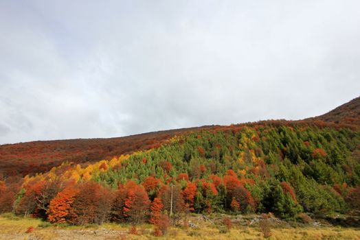 Indian Summer. Beautiful colored trees, forest, along Carretera Austral, Patagonia Chile