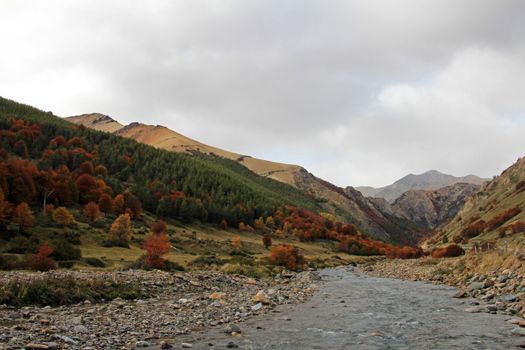 Indian Summer. Beautiful colored trees, forest, along Carretera Austral, Patagonia Chile