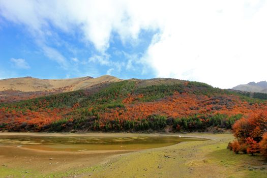 Indian Summer. Beautiful colored trees, forest, along Carretera Austral, Patagonia Chile