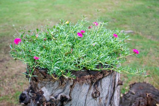 flowering purslane flower and green leaves with water drop on old stump