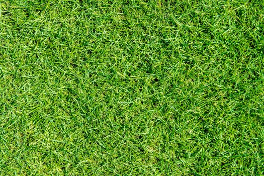 Beautiful green grass texture form football and soccer field