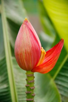 beautiful red banana flower with leaf on background in banana farm