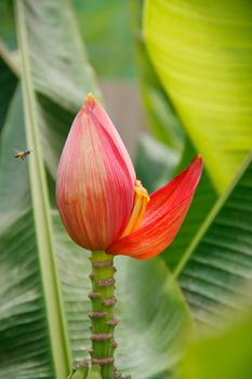 beautiful red banana flower with leaf on background in banana farm