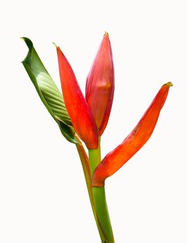 red banana flower on white background