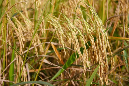 asia golden spike rice in farm