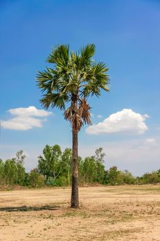 isolate sugar palm tree on dry ground with blue sky and clouds
