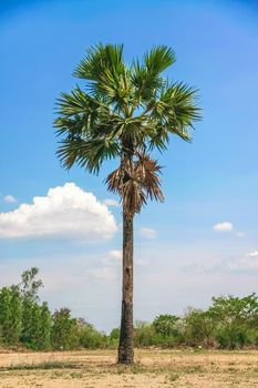 isolate sugar palm tree on dry ground with blue sky and clouds