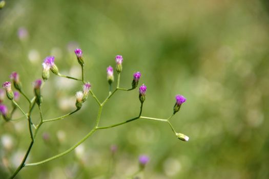 beatiful purple vernonia flower, Vernonia cinerea Less