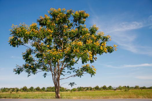 peltophorum pterocarpum, small yellow flamboyant tree on meadow with blue sky in bright day