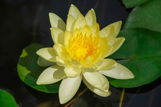 beautiful yellow pollen lotus on pond close up