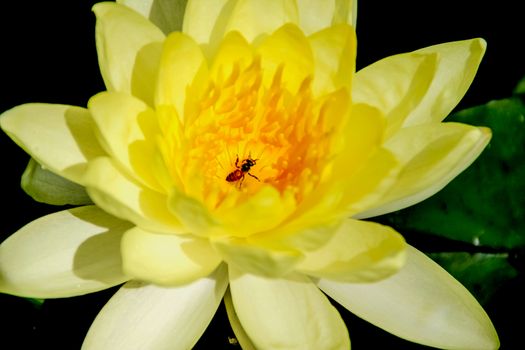 yellow pollen with bee in lotus on black background