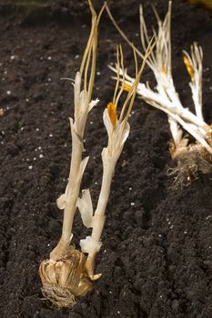 Planting flower bulbs in the ground in spring