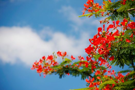 red peacock flowers holding on air with blue sky, delonix regia flwers