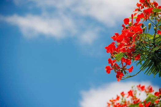 red peacock flowers holding on air with blue sky, delonix regia flwers