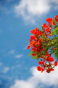 red peacock flowers holding on air with blue sky, delonix regia flwers