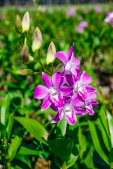 beautiful pink bouquet orchids flower with leaf green background in farm