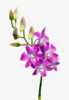 beautiful pink bouquet orchids flower on white background