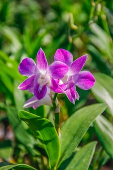 beautiful pink bouquet orchids flower with leaf green background in farm